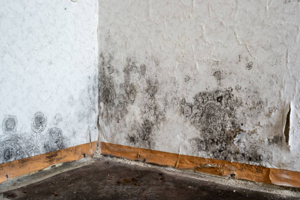 Professional Mold Removal in Odon, IN